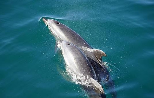 [2023] Download Mammals documentary videos onl (Mod APK) for Android