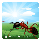 Ant Farm icon