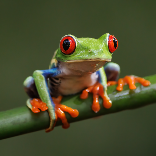 Frog Sound logo