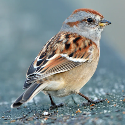 Sparrow Sounds Download on Windows