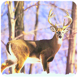 Deer Frontline Shooter 2016 icon