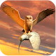 Clan of Owl Download on Windows
