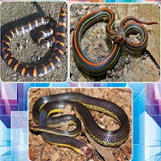 Various Kinds of Snakes