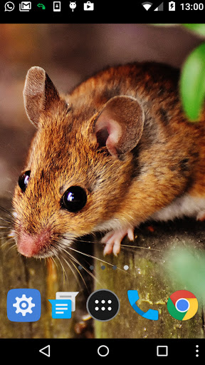 cute mouse wallpaper Screen 2