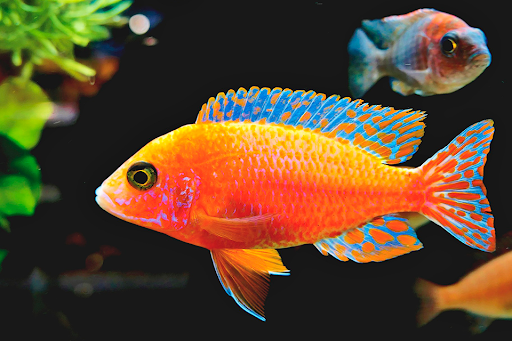 Android application Fish images screenshort