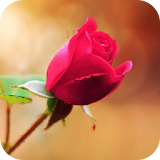 Red Rose Wallpaper icon