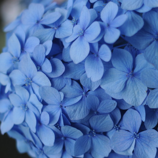 青色や水色の紫陽花の壁紙無料版free Google Play 應用程式