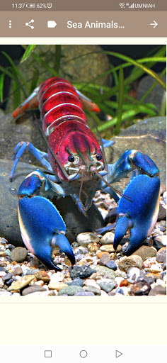 Sea Animals wallpapers