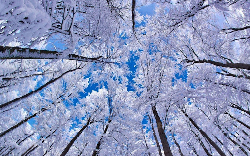 Winter wallpapers backgrounds