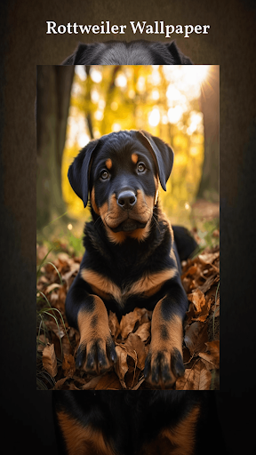 Rottweiler Wallpapers