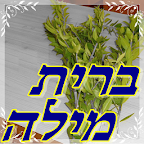 ברית מילה logo