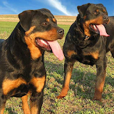 Rottweilers Dog Wallpapers icon