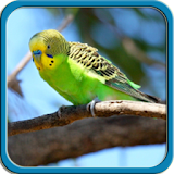 Audio Terapi Burung Parkit icon