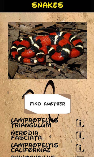 Automatic Snake Identifier Screen 3