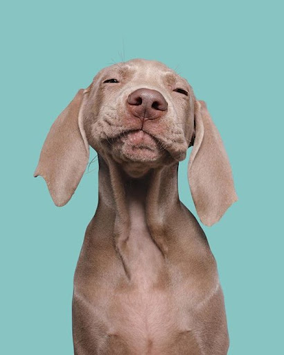 Weimaraner Dog Wallpapers Screen 3
