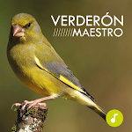 Cover Image of ダウンロード Verderón Maestro  APK