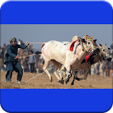 Bull Race of Punjab icon