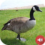 Cover Image of Download Goose Sounds  APK
