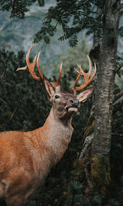 Deer Sounds 1.0.0 APK + Мод (Unlimited money) за Android
