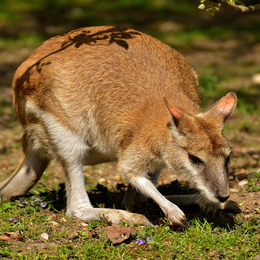 Kangaroo animal wallpaper logo