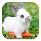 Rabbit Live Wallpapers icon