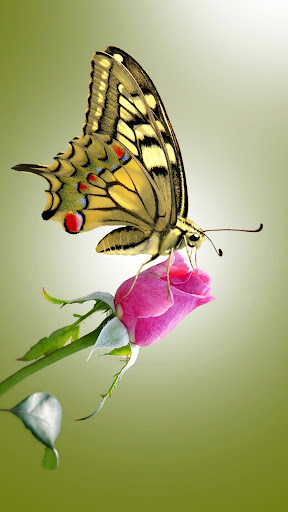 Butterfly Wallpapers screenshot 2