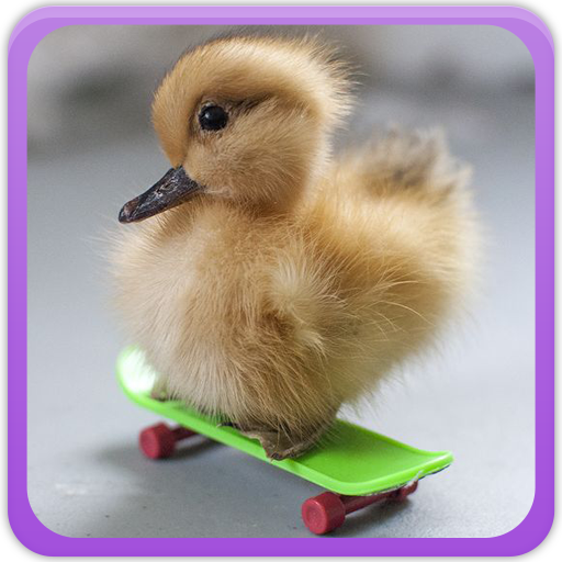 Duck Wallpapers Gallery logo