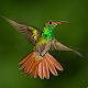 Hummingbird sounds