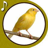 Champion Canary icon