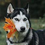 Cover Image of Descargar Siberian Husky Dog HD Wallpapers 1.0.0.6 APK