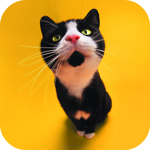 Забавные животные