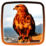 Hawks Live Wallpaper icon