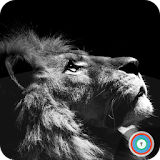 Lion Wallpaper Lockscreen icon