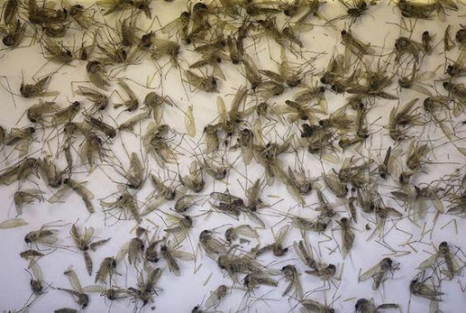 Membuat Perangkap Nyamuk Efekt