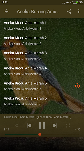 Suara Burung Anis Merah Betina