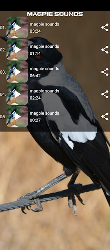 magpie sounds Screen 2