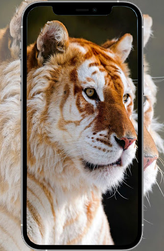 Cute Animal Wallpapers Screen 3