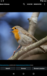 Birds Of Britain