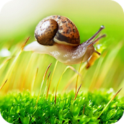 Top 40 Personalization Apps Like Snail Wallpaper Best 4K - Best Alternatives