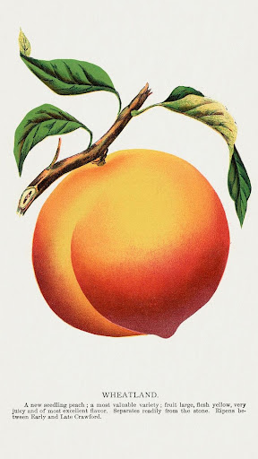 Fruit and Vegetable Wallpaper Screen 3