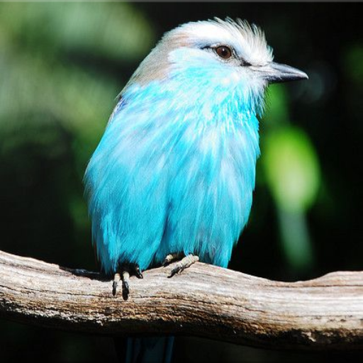Bird Identification Logo