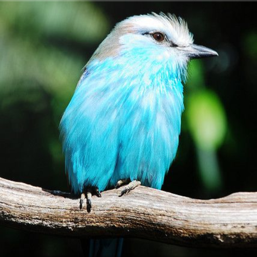 Bird Identification  Icon