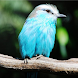 Bird Identification - Androidアプリ