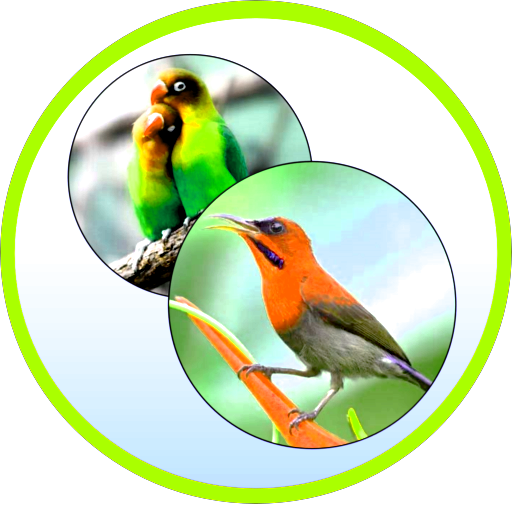 Kicau Pemikat Burung logo