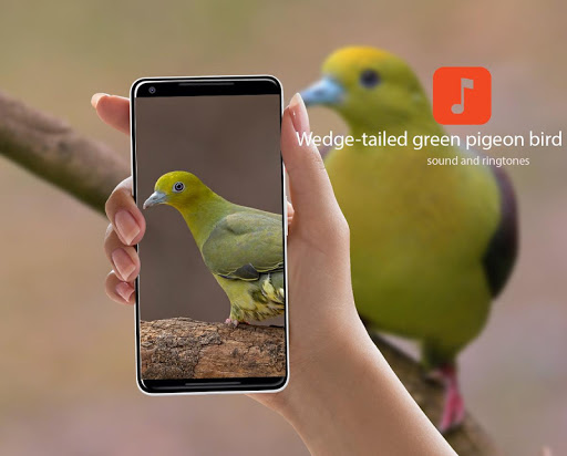 Pigeon sounds free download mp3