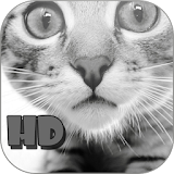 Cats  HD Wallpapers Galaxy S3 icon