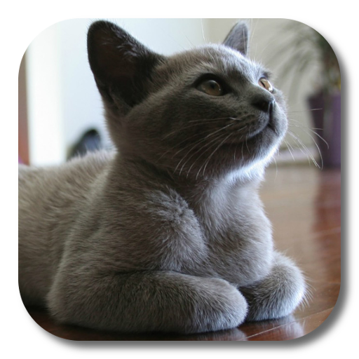 British Shorthair LWP 1.5 Icon