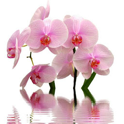 图标图片“Orchid Wallpapers”