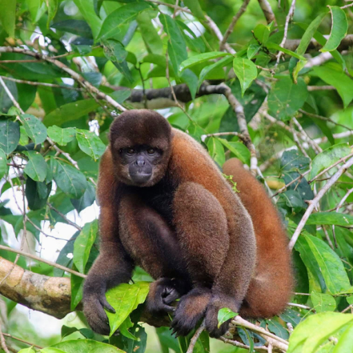 Monkey Sounds Screen 2