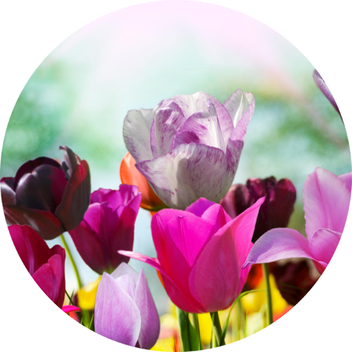 Flower Wallpaper logo